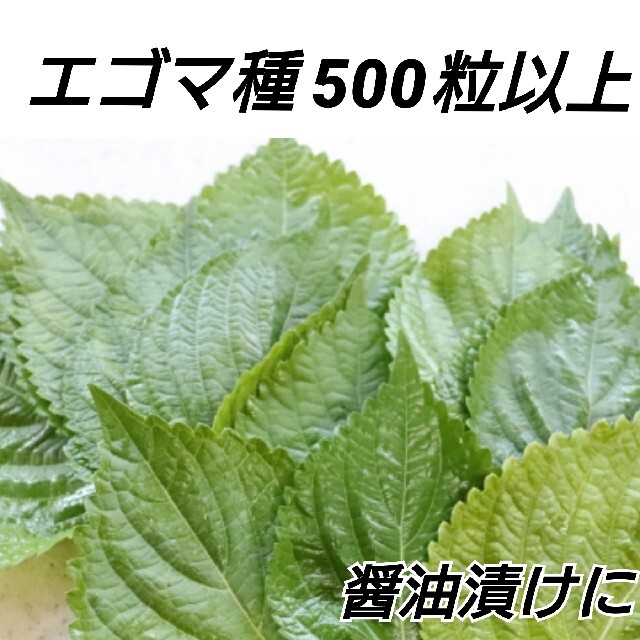エゴマ黒種 200→500粒以上【固定種】 ハンドメイドのフラワー/ガーデン(プランター)の商品写真