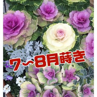 丸葉ハボタン　3種mix 30粒プラスα(その他)