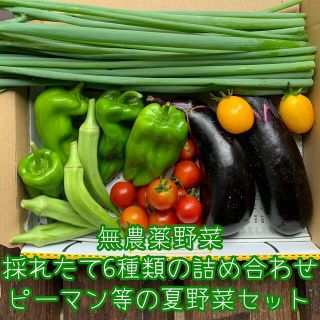 無農薬野菜＊採れたて6種類の詰め合わせ＊ピーマン等の夏野菜セット＊コンパクト＊(野菜)