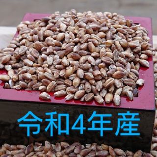 令和4年産！！　紫もち麦１０kg(ダイシモチ)食べやすい８分精麦(米/穀物)