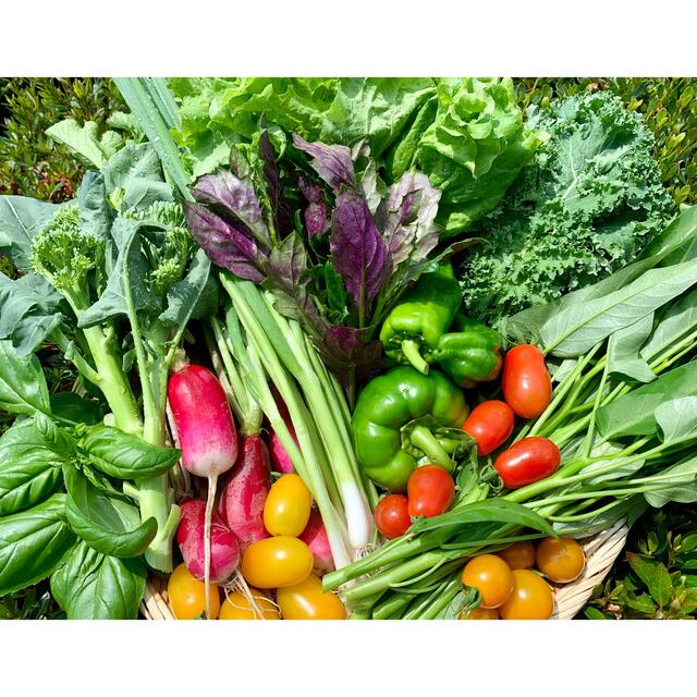 無農薬野菜セット 食品/飲料/酒の食品(野菜)の商品写真
