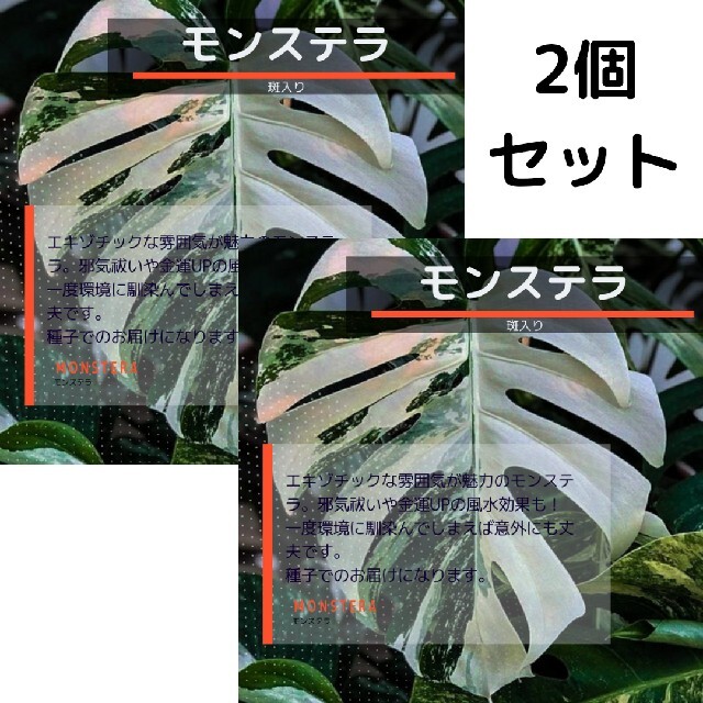 ネコポス モンステラNo.01☆斑入り☆ 種子6粒 ハンドメイドのフラワー/ガーデン(その他)の商品写真