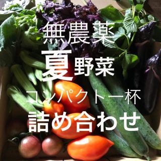 無農薬　野菜　おまかせセット　詰め合わせ♪　コンパクト　採りたて(野菜)