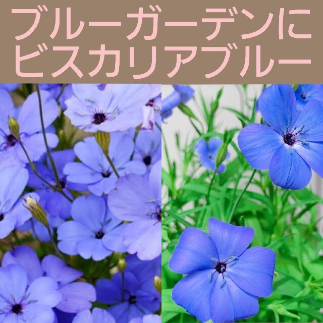 育て方付き❀切り花にも!次々に咲く*ビスカリアブルーエンジェル*花の種 ハンドメイドのフラワー/ガーデン(その他)の商品写真
