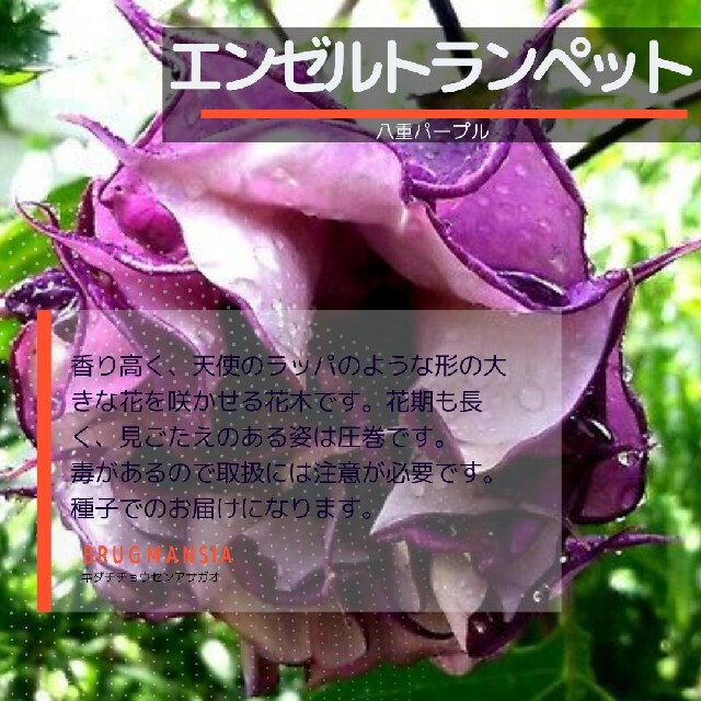 ゆうパケット　エンゼルトランペットNo.13☆八重パープル☆　種子7粒 ハンドメイドのフラワー/ガーデン(その他)の商品写真