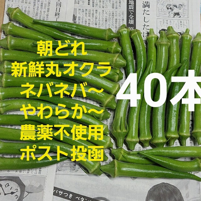 【無農薬】丸オクラ(丸おくら)40本 食品/飲料/酒の食品(野菜)の商品写真