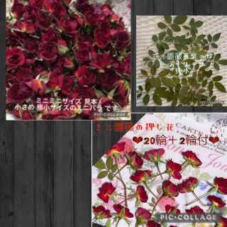 marl様専用★ミニミニ薔薇22輪&ミニ薔薇の押し花22枚&ドライリーフ 10枚(ドライフラワー)