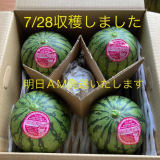 ピノガール 4玉 小玉スイカ 茨城県産の通販 by ゆい's shop|ラクマ