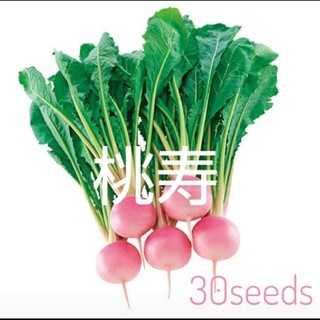 レア！ ピンクのカブ  桃寿  種30粒(野菜)