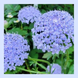 育て方付き❀切り花や花材にも人気の繊細で美しい*ブルーレースフラワー*花の種(その他)
