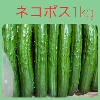 阿蘇高冷地産　きゅうり　ネコポス1kg(野菜)