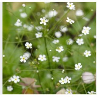 採取したて　珍しいお花の種　アンドロサセ　スターダスト  100粒(その他)