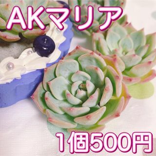 多肉植物　AKマリア(その他)