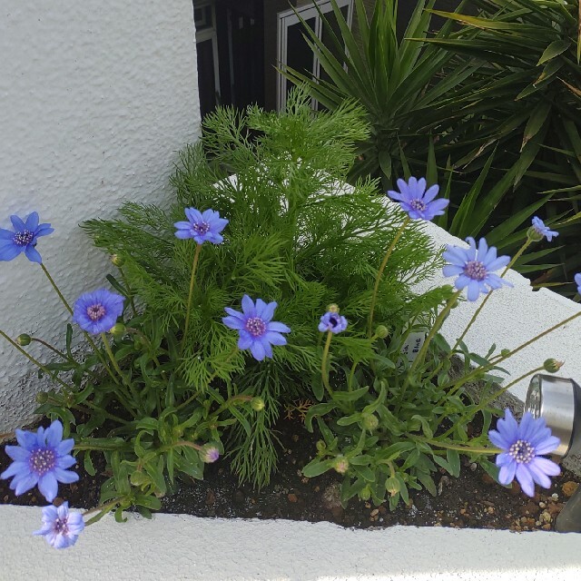 フェリシア ブルーの種　30粒 ハンドメイドのフラワー/ガーデン(その他)の商品写真