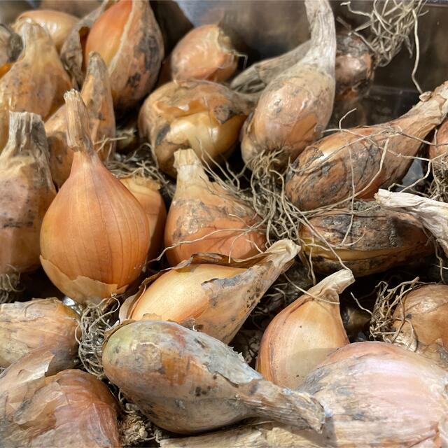 無農薬 わけぎの球根 大粒 食品/飲料/酒の食品(野菜)の商品写真