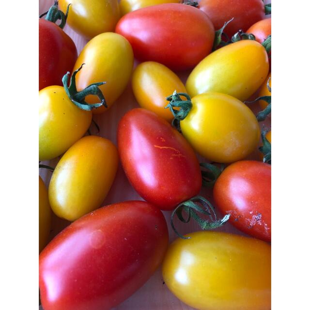 ⭐︎無農薬⭐︎ ミニトマト　アイコ 食品/飲料/酒の食品(野菜)の商品写真