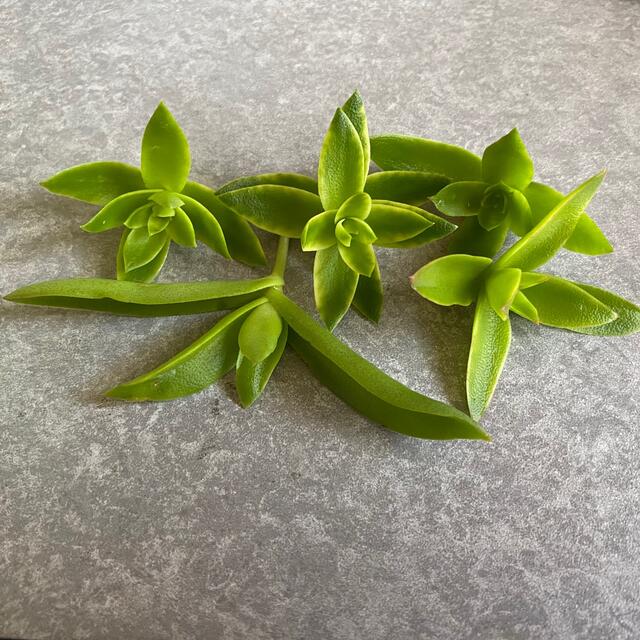 多肉植物★りんご火祭り ハンドメイドのフラワー/ガーデン(その他)の商品写真