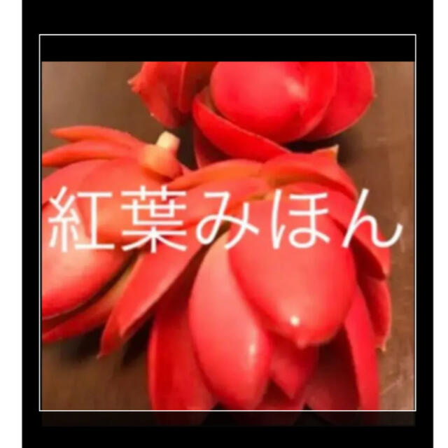 多肉植物★りんご火祭り ハンドメイドのフラワー/ガーデン(その他)の商品写真