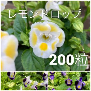 花の種　トレニア　レモンドロップ　紫系2種(その他)