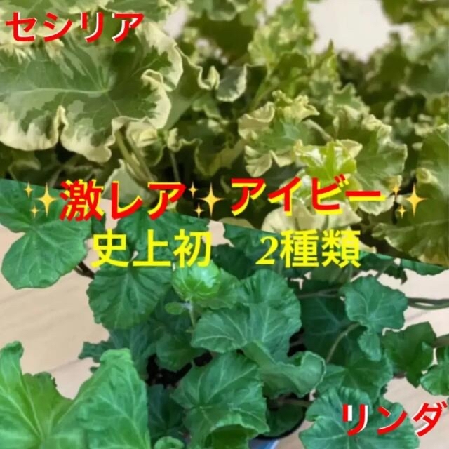 観葉植物　入手困難　アイビー　セシリア＆リンダ　安心の抜き苗各１本づつ ハンドメイドのフラワー/ガーデン(その他)の商品写真