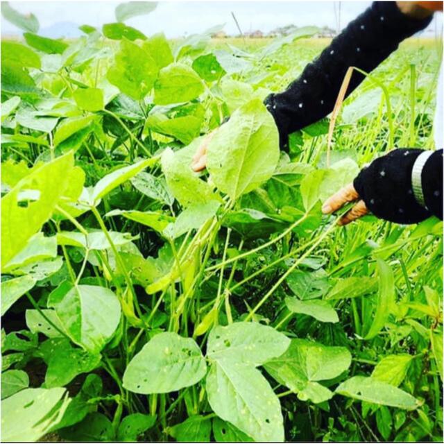 たぬきさんちの枝豆 新潟県産黒埼茶豆1kg 食品/飲料/酒の食品(野菜)の商品写真