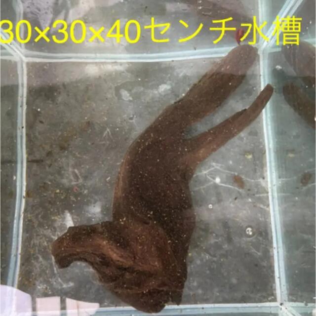 ☆沈下　沈水確認済み アクアリウム テラリウム  流木  完品☆ 送料無料☆