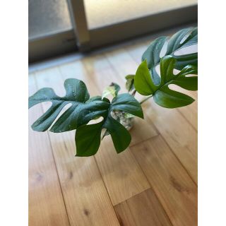 ヒメモンステラ　大きめ(その他)