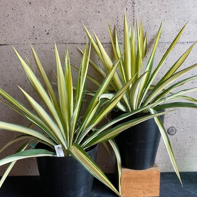 ディスカウント 観葉植物 ユッカ フィラメントーサ カラーガード