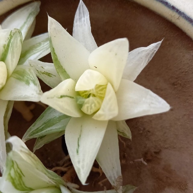 多肉植物 ハオルチア 京の華錦抜き苗3苗 多肉植物 ハオルチア 京の華錦抜き苗3苗