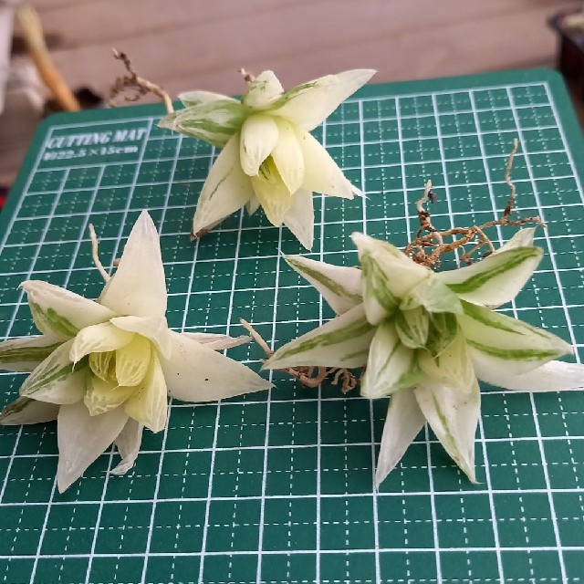多肉植物 ハオルチア 京の華錦抜き苗3苗 多肉植物 ハオルチア 京の華錦抜き苗3苗
