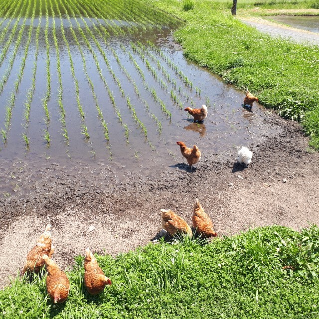 広島県龍頭山麓平飼い卵有精卵20個 食品/飲料/酒の食品(その他)の商品写真