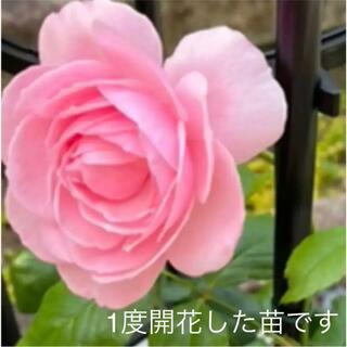 バラ苗 四季咲き 強健 強香 ピンク 第4種速達込み(その他)
