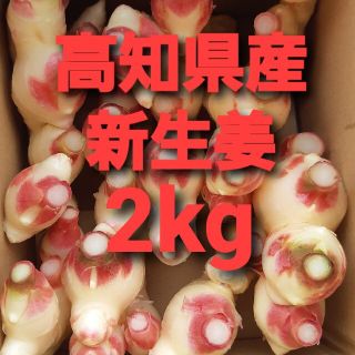 農家直送　高知県産新生姜　2kg(野菜)