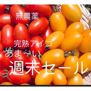 フルーツミニトマト　採れたて　無農薬　週末セール中(野菜)