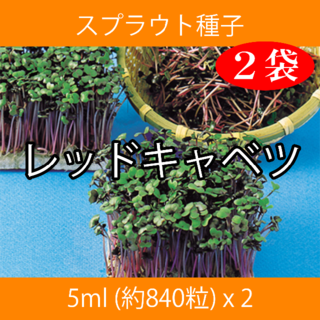 スプラウト種子 S-02 レッドキャベツ 5ml 約840粒 x 2袋(野菜)