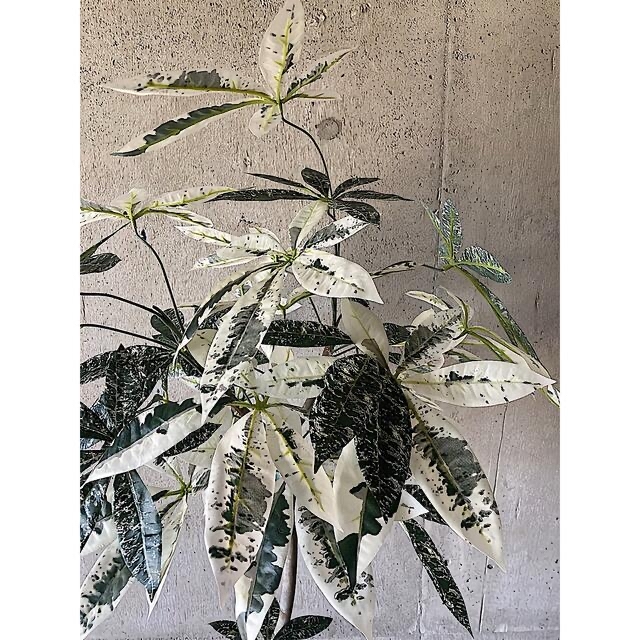 光触媒　人工観葉植物　ウォールグリーン　フェイク　フラワー　斑入りパキラ138 3