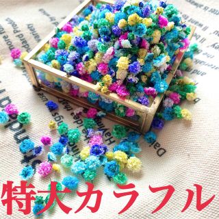 特大colorful かすみ草【ドライフラワー】(ドライフラワー)