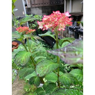 紫陽花未来挿木苗(プランター)