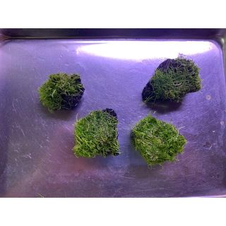 adaバイオ リシア溶岩石巻き付け品(アクアリウム)