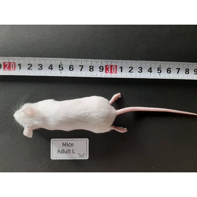 国産冷凍マウス　アダルトL100匹