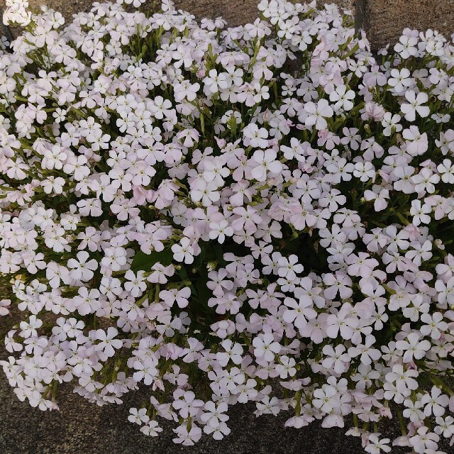 お花の種　シレネ　ツルコザクラ ハンドメイドのフラワー/ガーデン(プランター)の商品写真
