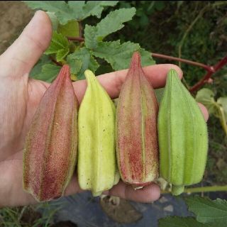 野菜の種 珍しいオクラの種 ダビデの星&ヒルカントリーレッド ミックス10粒(その他)