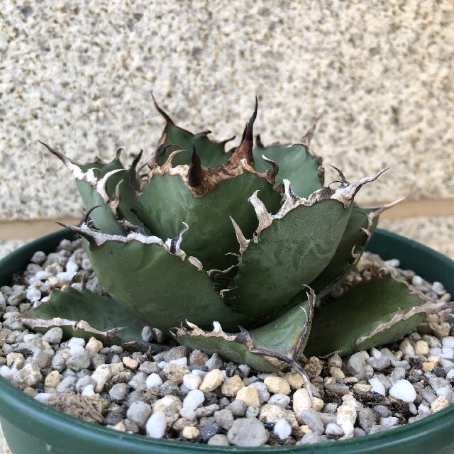 好評 強棘 多肉植物 霸王竜子株 agave 23苗 特別価格 アガベ チタノタ ...