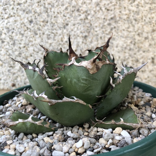 好評 強棘 多肉植物 霸王竜子株 agave 23苗 特別価格 アガベ チタノタ ...