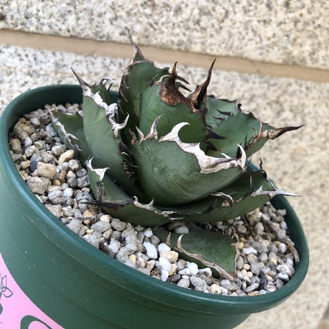 好評 強棘 多肉植物 霸王竜子株 agave 23苗 特別価格 アガベ チタノタ ...