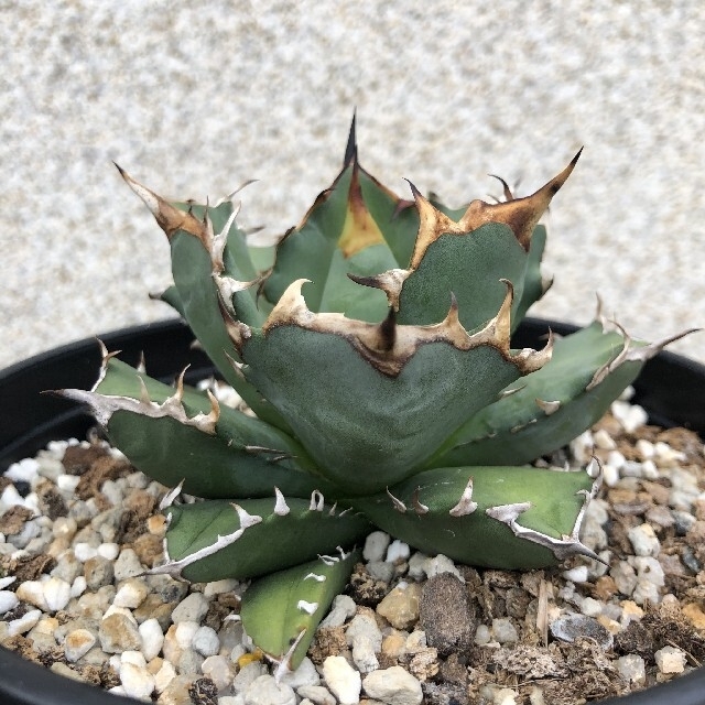 グして ヤフオク! - a17多肉植物アガベ チタノタ 姫厳竜爪 短い葉 強棘 ...