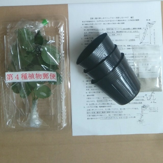 ダフネ　バラ苗用挿し穂　薔薇剪定枝 ハンドメイドのフラワー/ガーデン(その他)の商品写真