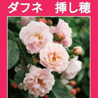 ダフネ　バラ苗用挿し穂　薔薇剪定枝(その他)