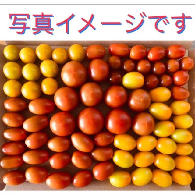 可愛いカラフルミニトマトの詰め合わせ 無農薬野菜 Www Sinfiny Com