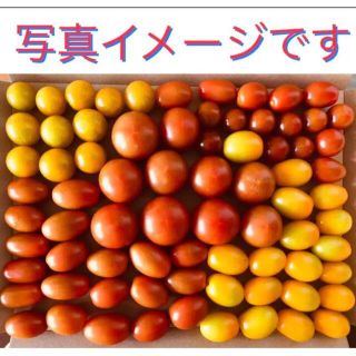 野菜 無農薬フルーツミニトマト 箱にいっぱいまで詰めます(野菜)